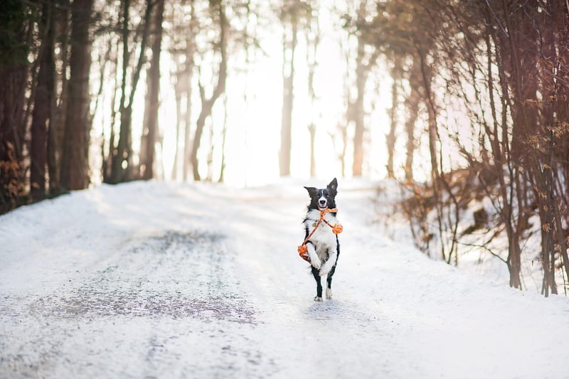Snowy Escapes